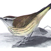 Louisiana Waterthrush